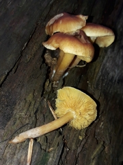 Gymnopilus picreus