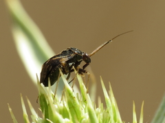 Cyphodema instabilis