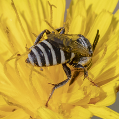 Triepeolus brittaini