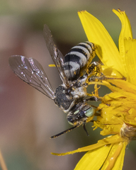 Triepeolus brittaini