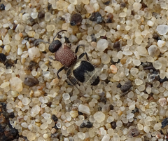 Ronisia