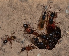 Camponotus semitestaceus