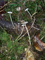 Strobilurus esculentus