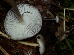 Strobilurus esculentus