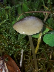 Strobilurus esculentus