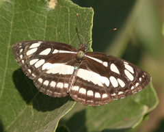 Neptis hylas varmona