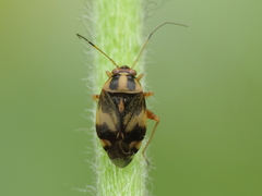 Cyphodema instabilis