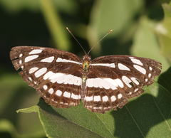 Neptis hylas varmona