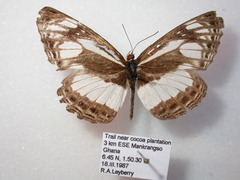 Neptis metella