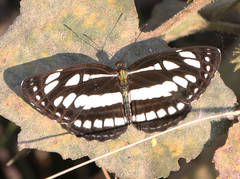 Neptis hylas varmona