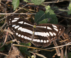 Neptis hylas varmona
