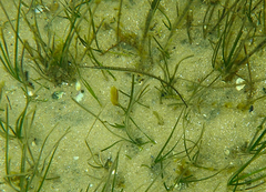 Stigmatopora nigra