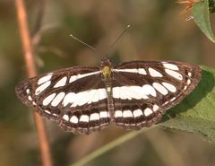 Neptis hylas varmona