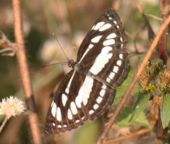 Neptis hylas varmona