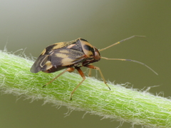 Cyphodema instabilis