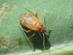 Cyphodema instabilis