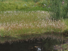 Eriophorum latifolium
