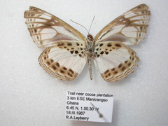Neptis metella