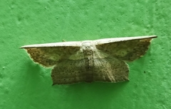 Phalacra vidhisara