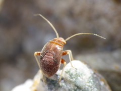 Cyphodema instabilis