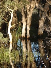 Melaleuca rhaphiophylla