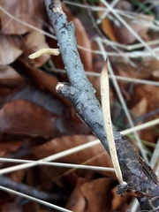 Macrotyphula fistulosa