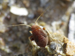 Cyphodema instabilis