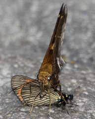Epargyreus socus