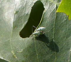 Myllocerina