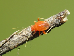 Cyphodema instabilis