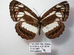 Neptis metella