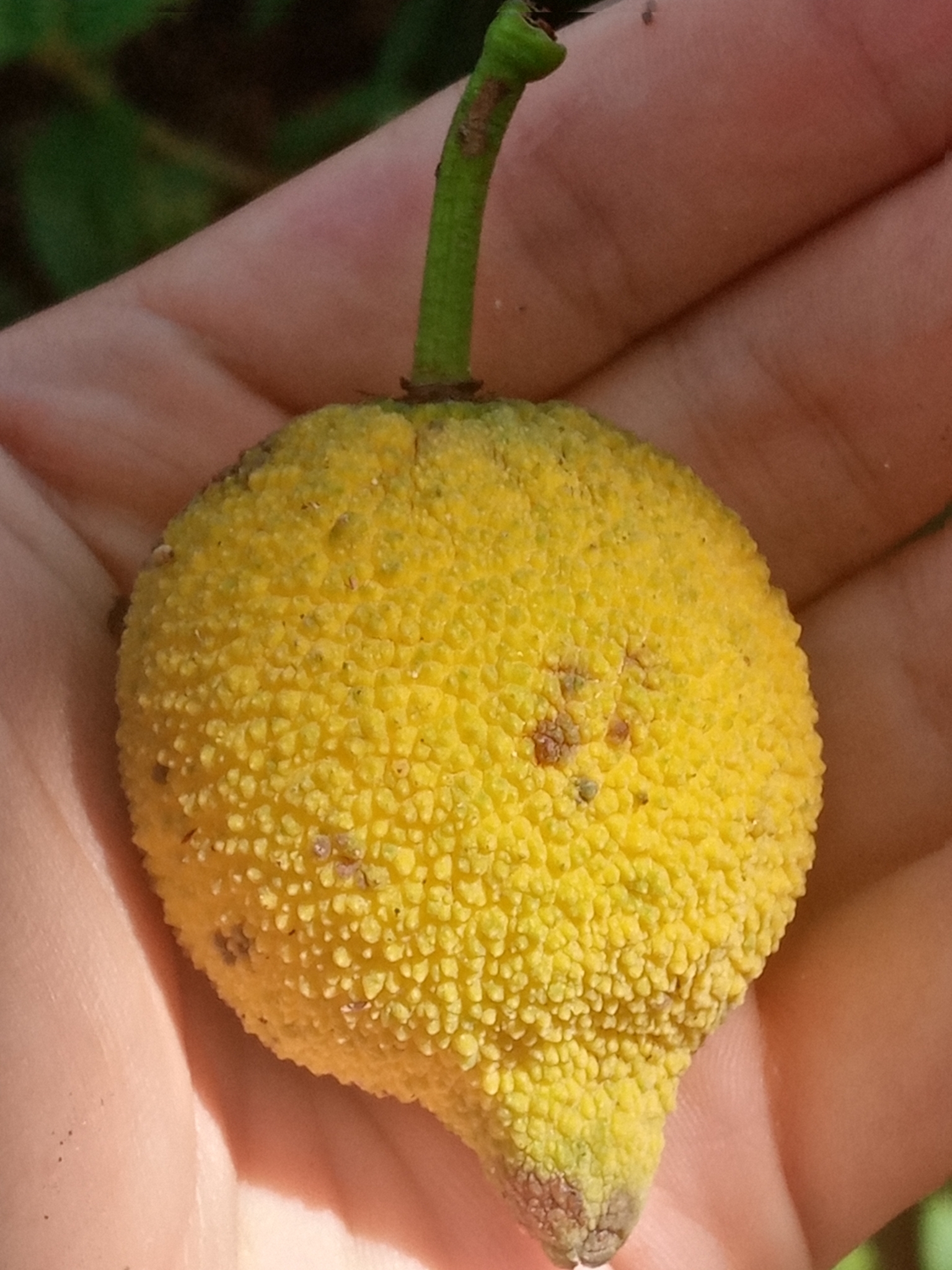 Foto de Garcinia madruno (Kunth) Hammel