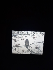 Buteo buteo buteo