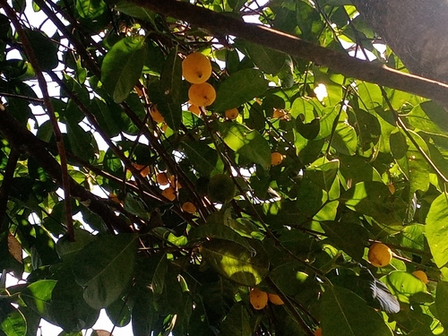 Garcinia madruno, photograph 6