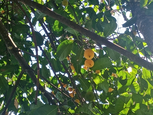 Image of Garcinia madruno by (c) Mateo Puerta, some rights reserved (CC BY)