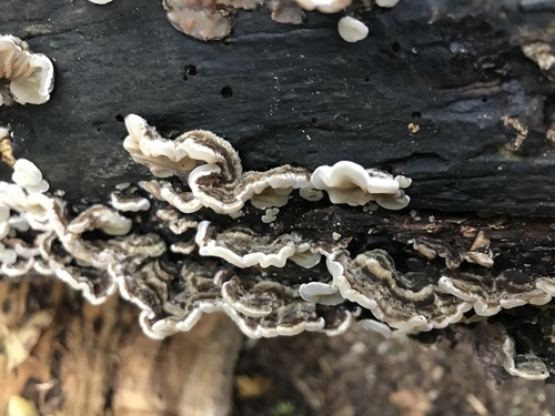 Tripe Fungus