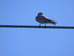 Tyrannus melancholicus