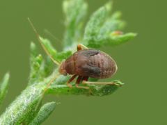 Cyphodema instabilis