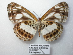 Neptis metella