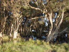 Melaleuca rhaphiophylla