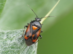 Deraeocoris cordiger