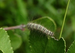Asota producta