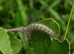 Asota producta