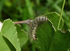 Asota producta