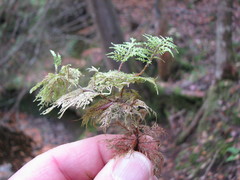 Hylocomium splendens image