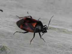 Deraeocoris cordiger