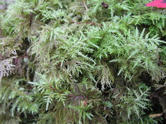 Hylocomium splendens image