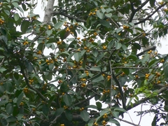 Ficus drupacea