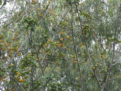 Ficus drupacea