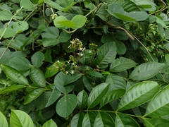 Ichnocarpus frutescens
